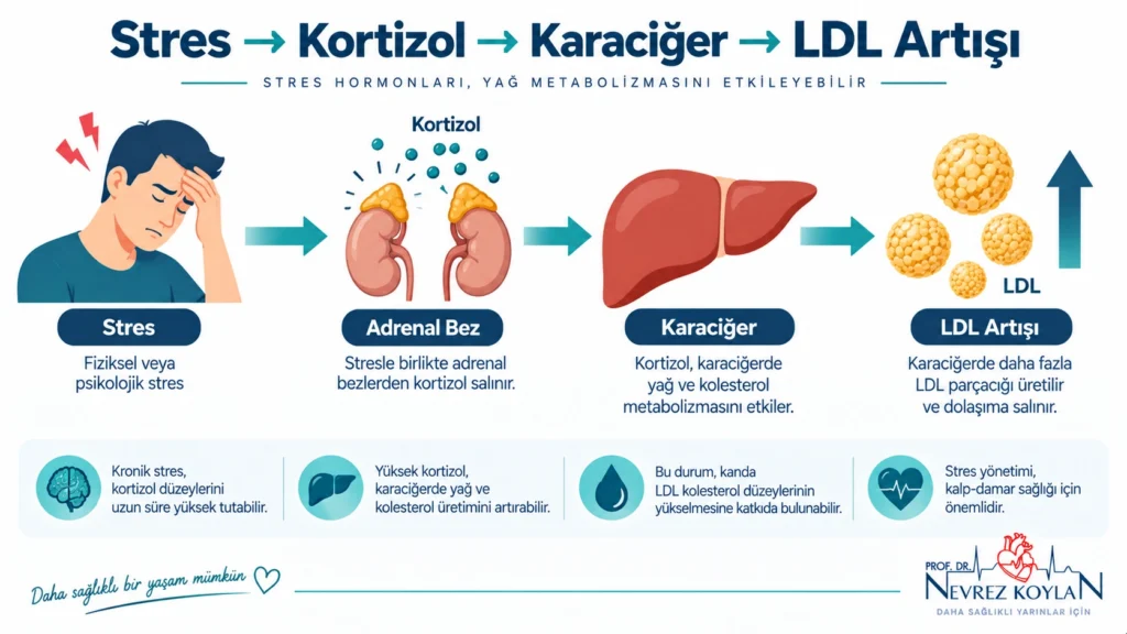 Kronik stresin kortizol yoluyla LDL kolesterolü nasıl yükselttiğini gösteren bilgi grafiği