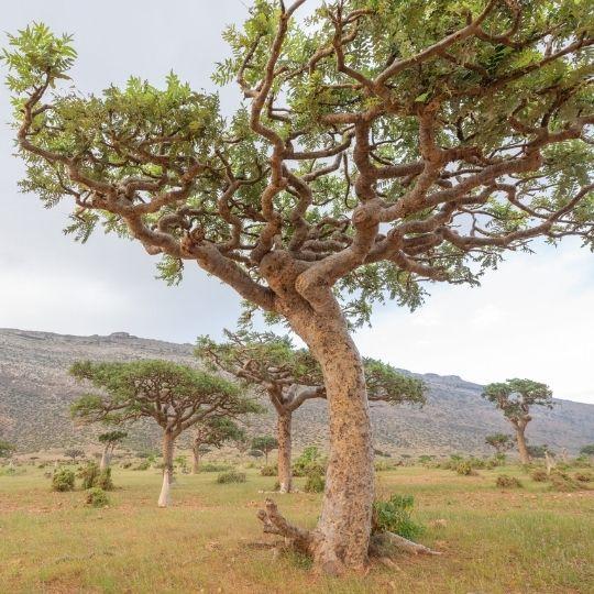 Boswellia serrata (akgünlük) ağacı