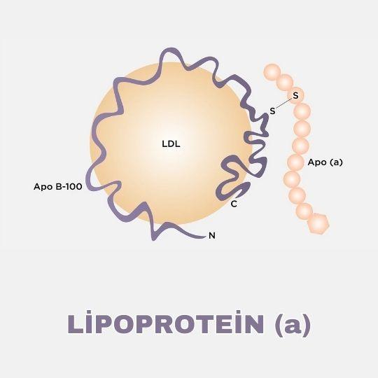 Lipoprotein (a)