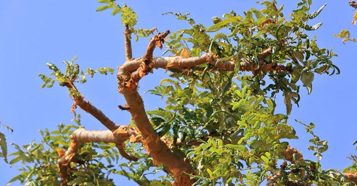 Boswellia (Akgünlük) ve 6 önemli yararı