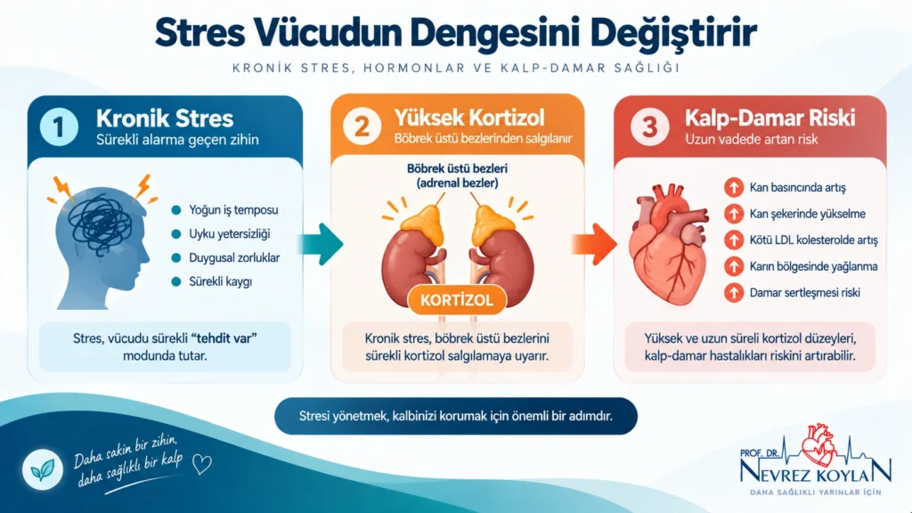 Kronik stres, kortizol ve kalp sağlığı ilişkisini gösteren basit infografik