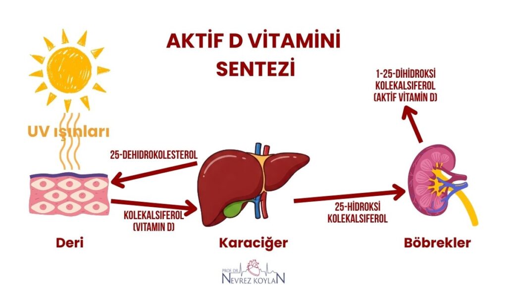 Aktif D vitamini sentezi