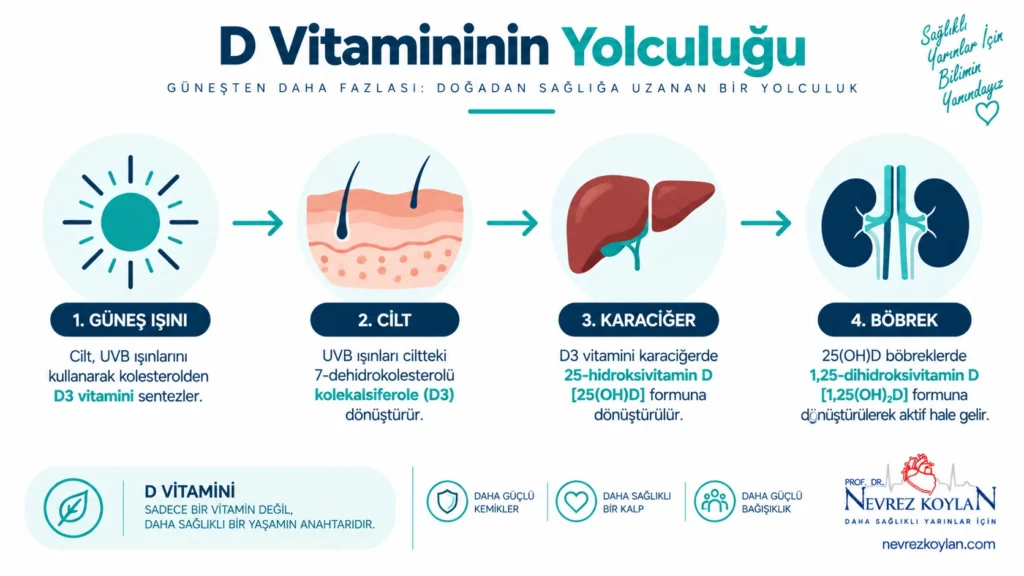Güneş ışığının ciltte D3 vitaminine dönüşüm sürecini gösteren bilimsel illüstrasyon