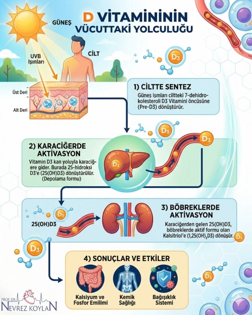 D vitamininin vücuttaki yolculuğu