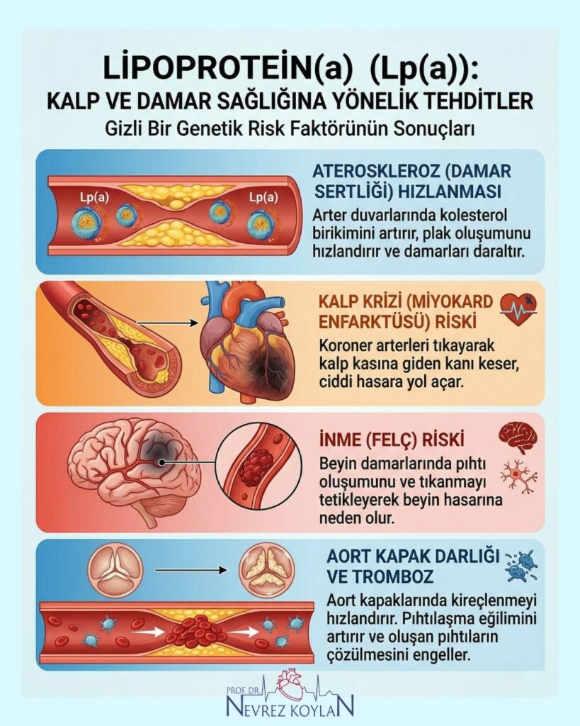 Lp(a)'nın damar sertliği, pıhtılaşma ve aort kapak darlığına yol açma süreçlerini anlatan karşılaştırmalı damar kesiti görseli.