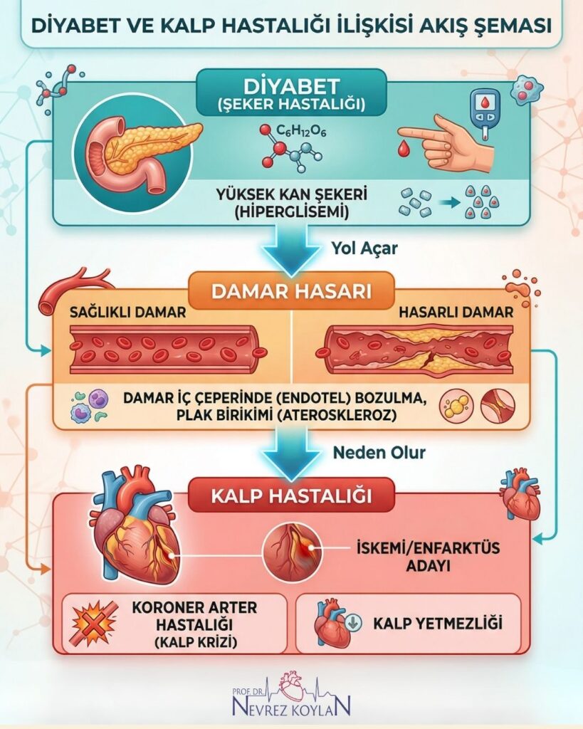 Şeker hastalığı ve kalp krizi riski arasındaki bağlantı: Yüksek kan şekerinin damar iç çeperine (endotel) zararları ve plak birikimi süreci görsel anlatımı
