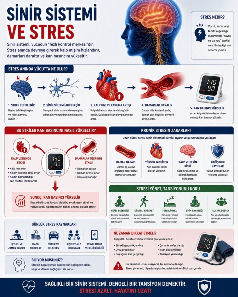 Sinir sistemi ve stresin kan basıncı üzerindeki etkisini anlatan 4:5 oranlı tıbbi infografik: stres anında beyin ve sinir sisteminin aktive olması, kalp hızının ve kasılma gücünün artması, damarların daralması ve sonuçta kan basıncının yükselmesini adım adım gösteren şemalar; ayrıca kronik stresin damar hasarı ve hipertansiyon riskine etkileri ile stres yönetimi önerilerinin ikonlarla sunulduğu modern ve eğitici tasarım.