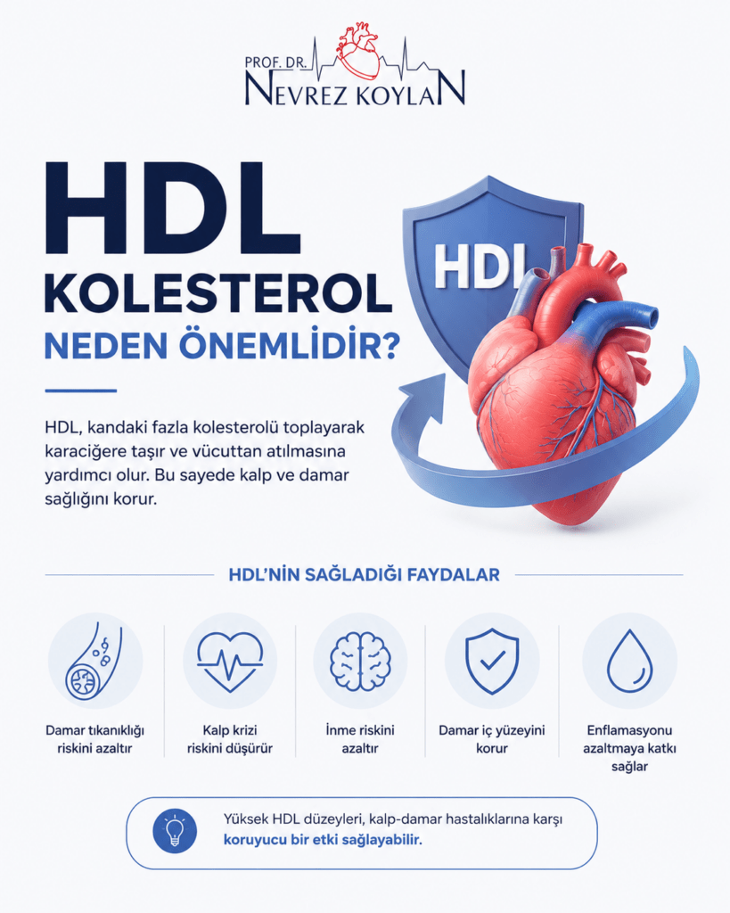 HDL kolesterolün kalp ve damar sağlığını koruyucu etkilerini anlatan minimalist infografik; kalp görseli, HDL koruma kalkanı ve HDL’nin faydalarını özetleyen ikonlar içeriyor.