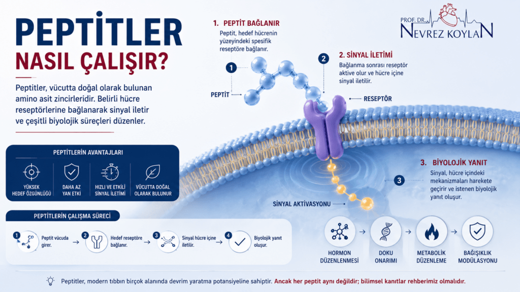 Peptitlerin hücre reseptörlerine bağlanarak sinyal iletimi ve biyolojik yanıt oluşturma sürecini gösteren tıbbi infografik.