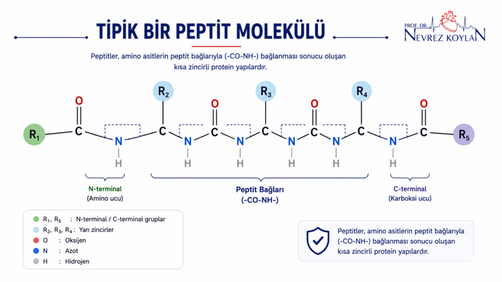 Tipik bir peptit molekülünün amino asit zinciri ve peptit bağlarını gösteren basit ve minimalist moleküler yapı diyagramı.