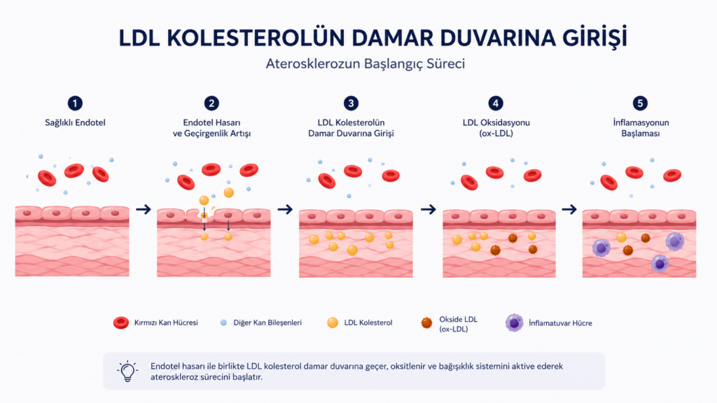 LDL kolesterolün damar duvarına girişi, oksidasyonu ve ateroskleroz gelişiminin ilk aşamalarını gösteren şematik görsel