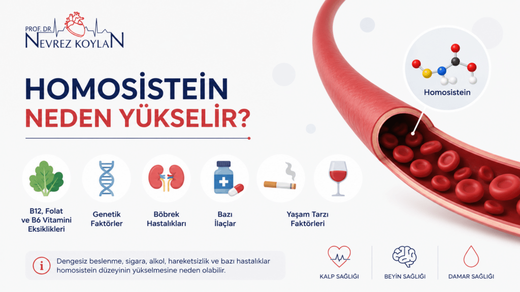 Homosistein yüksekliğine yol açan başlıca nedenleri gösteren sağlık infografiği.