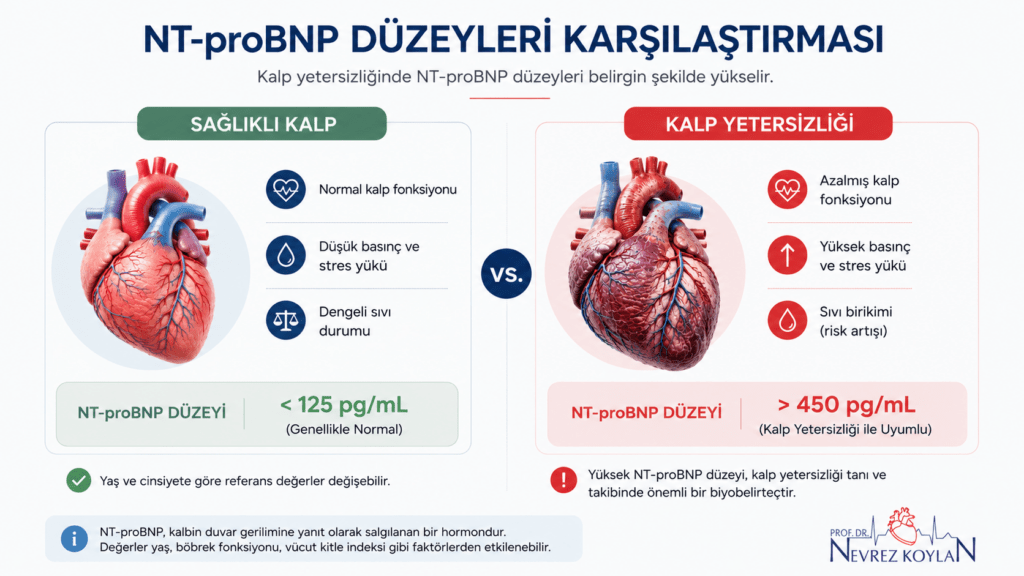 Sağlıklı kalp ile kalp yetersizliğinde NT-proBNP düzeylerini karşılaştıran tıbbi infografik; normal ve yüksek NT-proBNP değerleri, anatomik kalp görselleri ve tanısal bilgiler içeren karşılaştırmalı şema.