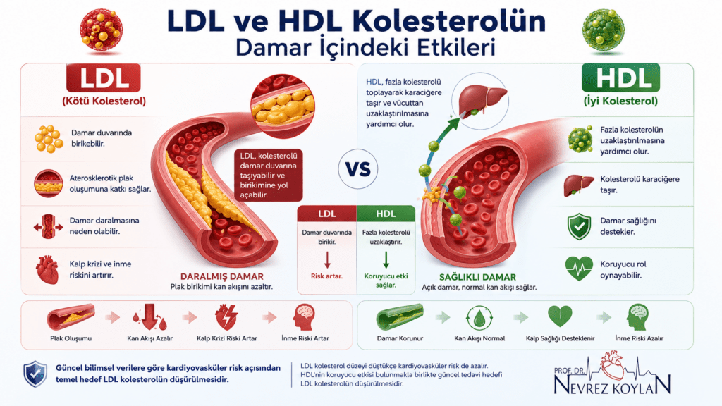 LDL ve HDL kolesterolün damar içindeki etkilerini karşılaştıran infografik; LDL tarafında damar plağı ve daralma, HDL tarafında temiz damar ve sağlıklı kan akışı gösteriliyor.