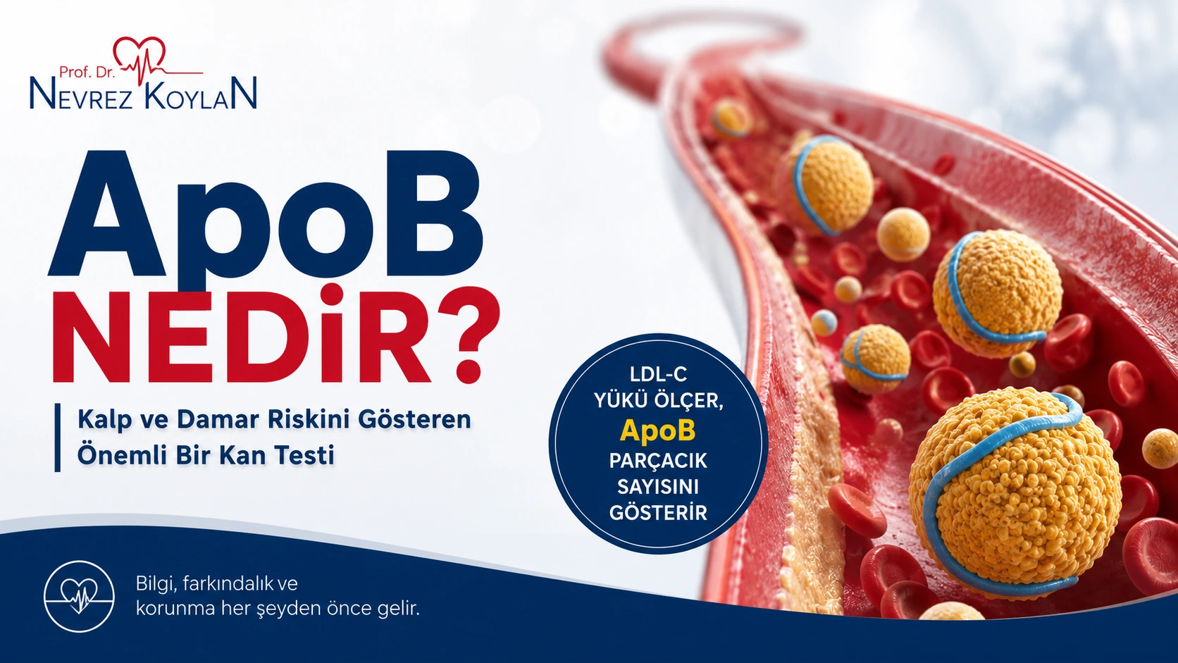 ApoB nedir? LDL-C ile ApoB farkını ve ApoB’nin kalp ve damar hastalıkları riskinin değerlendirilmesindeki önemini anlatan görsel.