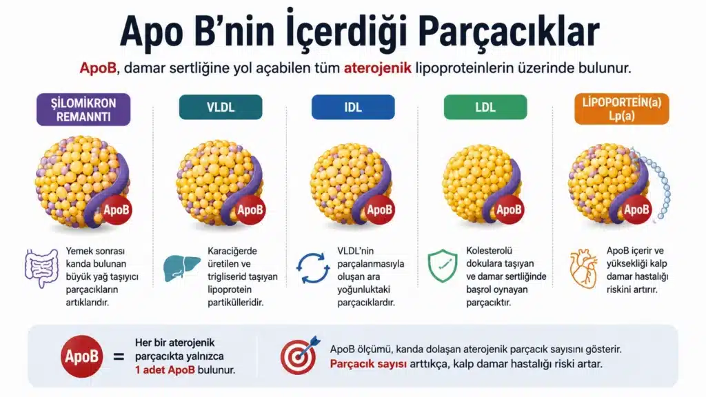 ApoB içeren aterojenik lipoprotein parçacıklarını gösteren infografik: şilomikron remnantı, VLDL, IDL, LDL ve Lipoprotein(a)