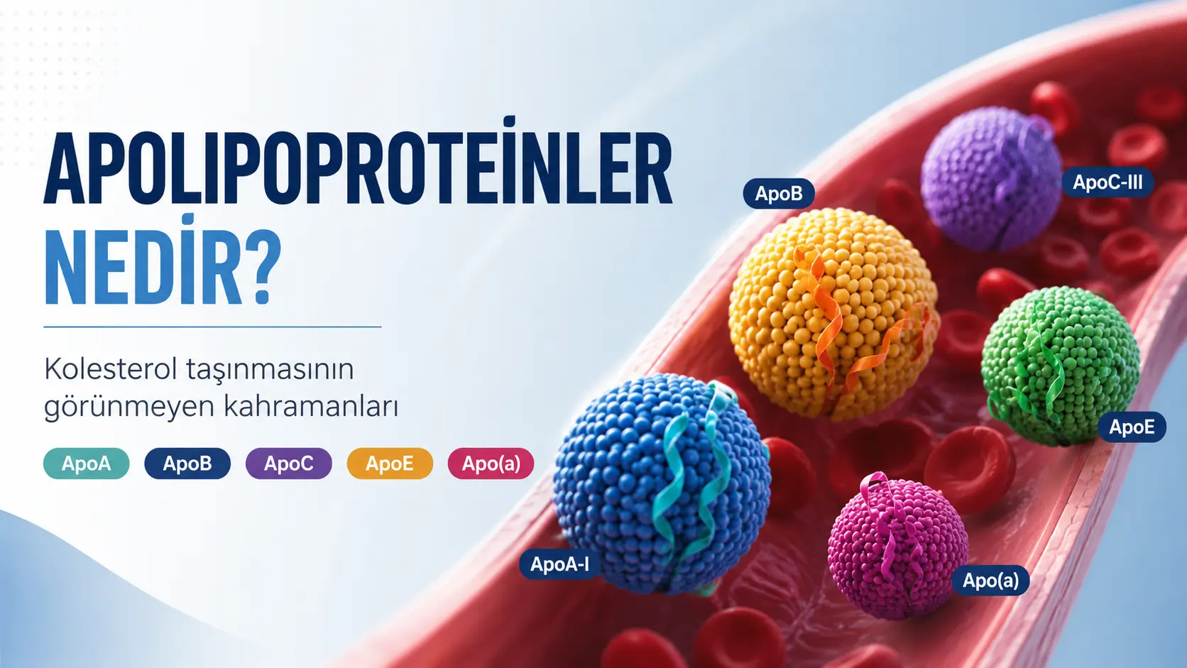 Apolipoproteinler nedir? ApoA, ApoB, ApoC, ApoE ve Apo(a) türlerinin kan dolaşımındaki lipoproteinlerle ilişkisini gösteren tıbbi görsel.