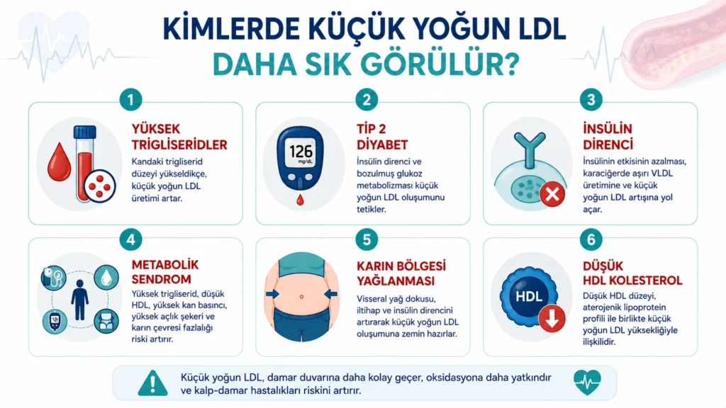 Küçük yoğun LDL yüksekliğinin daha sık görüldüğü risk gruplarını gösteren infografik.