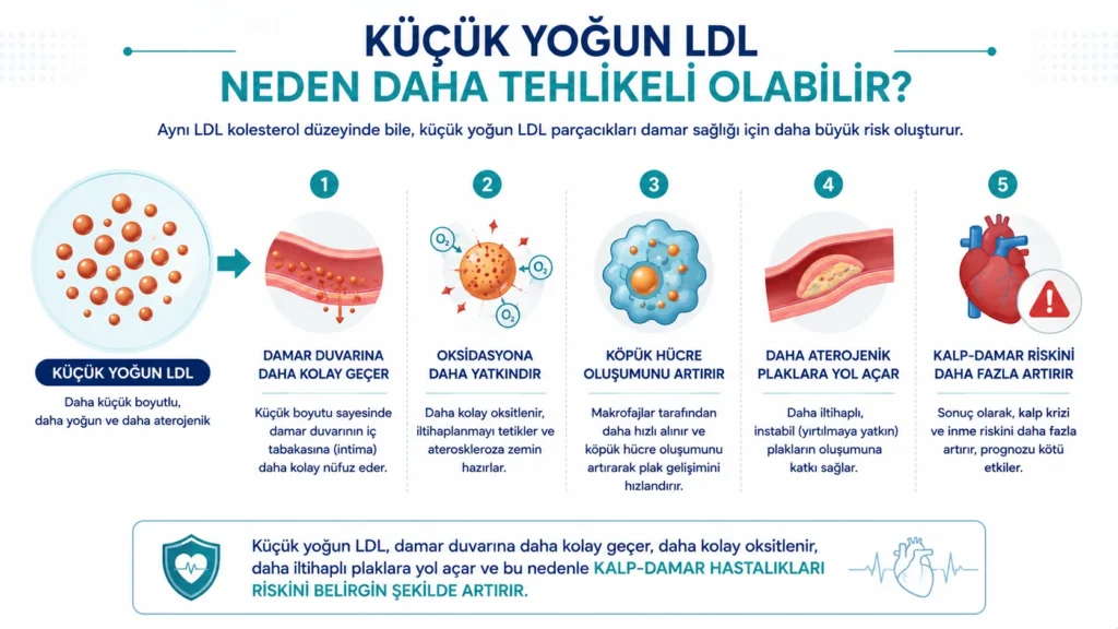 Küçük yoğun LDL parçacıklarının damar duvarına daha kolay geçmesi, oksidasyona yatkın olması ve ateroskleroz riskini artırmasını gösteren tıbbi infografik.