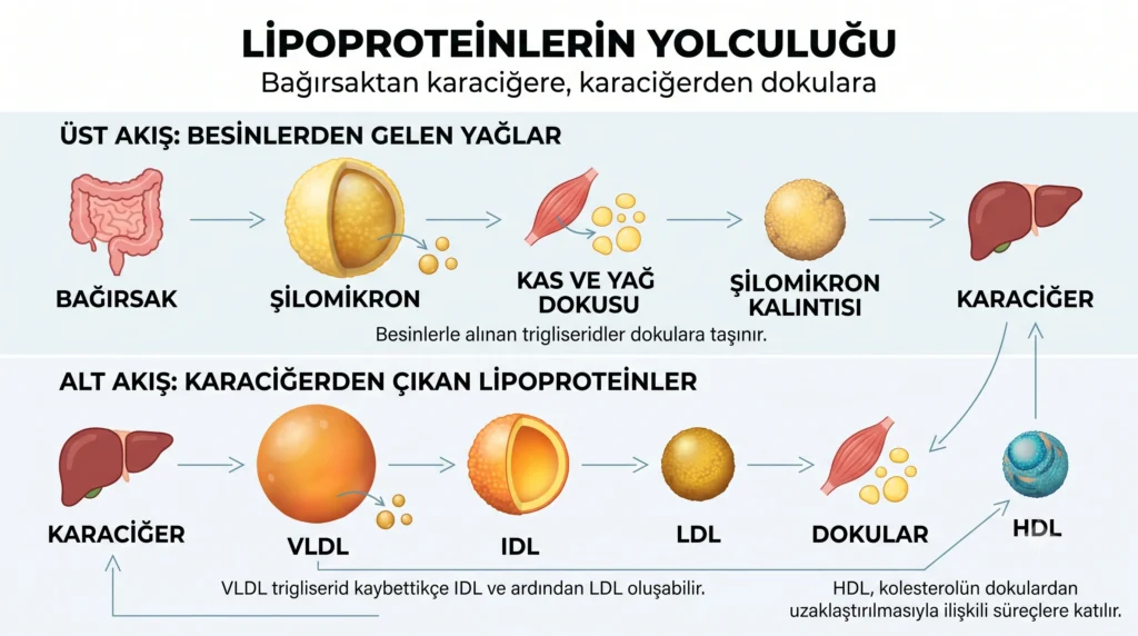 Temiz, açık gri-mavi bir arka plan üzerinde lipoprotein metabolizmasını iki ana akış halinde gösteren tıbbi akış şeması infografiği. Üstte "LİPOPROTEİNLERİN YOLCULUĞU - Bağırsaktan karaciğere, karaciğerden dokulara" başlığı yer almaktadır. "Üst Akış" bağırsaktan başlayan büyük sarı Şilomikronun, kas ve yağ dokusuna lipid damlacıkları bırakarak Şilomikron Kalıntısı halinde karaciğere dönüşünü gösterir. "Alt Akış" ise karaciğerden çıkan büyük turuncu VLDL'nin lipid kaybederek IDL ve ardından altın sarısı kompakt LDL'ye dönüşümünü ve dokulara ilerleyişini modeller. Sağ altta, dokular ve karaciğer ile çift yönlü oklarla bağlı, mavi-turkuaz tonlarında ayrı bir HDL parçacığı ve Türkçe açıklamaları bulunmaktadır.