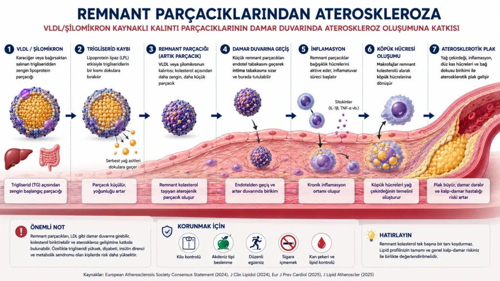 Remnant parçacıklarından ateroskleroza giden süreci gösteren akış şeması