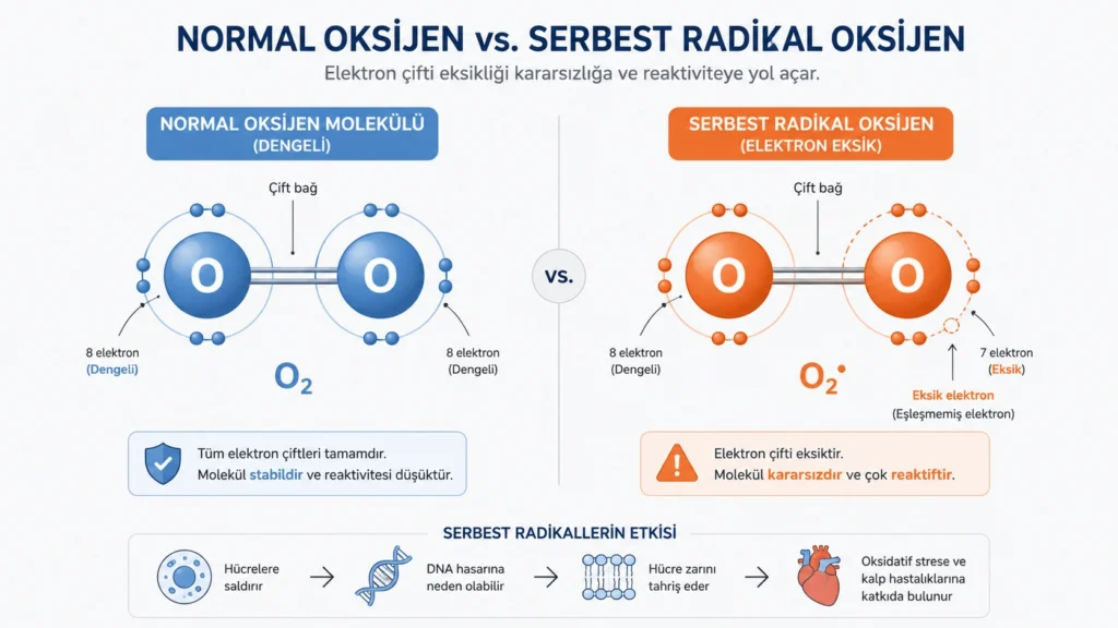 Normal oksijen molekülü ile eşleşmemiş elektrona sahip serbest radikal oksijenin kararlılık ve reaktivite açısından karşılaştırmasını gösteren tıbbi infografik