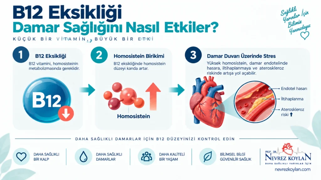 B12 eksikliği, homosistein birikimi ve kalp damar sağlığı arasındaki ilişkiyi gösteren infografik