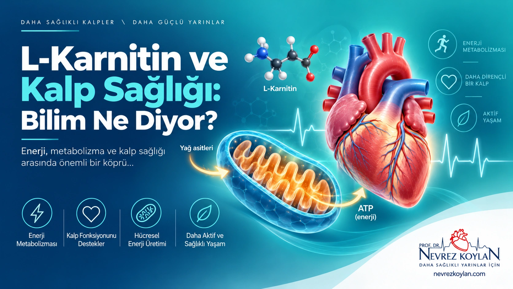 L-karnitin ve kalp sağlığı ilişkisini gösteren kapak görseli, kalp ve mitokondriyal enerji ikonografisi