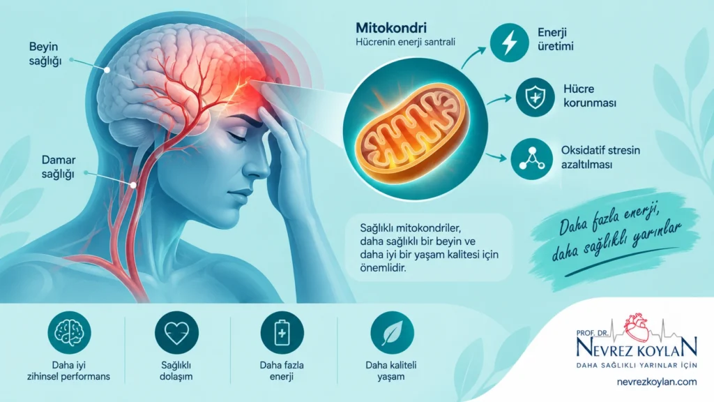 Riboflavin ve migren önleme ile mitokondri fonksiyonu arasındaki bağlantıyı gösteren görsel