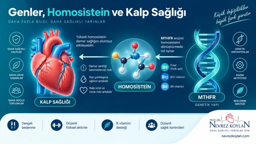 Riboflavin, MTHFR geni ve homosistein ile kalp sağlığı ilişkisini gösteren illüstrasyon