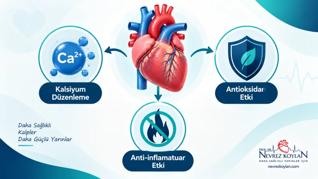 Taurinin kalp kasında kalsiyum düzenleme, antioksidan ve anti-inflamatuar etkilerini gösteren infografik