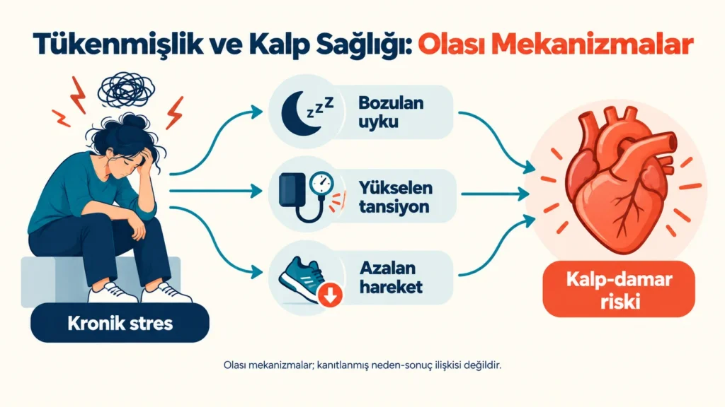 Tükenmişlikte kronik stresin uyku bozukluğu, yüksek tansiyon ve hareketsizlik üzerinden kalp sağlığını etkileyen zincir şeması
